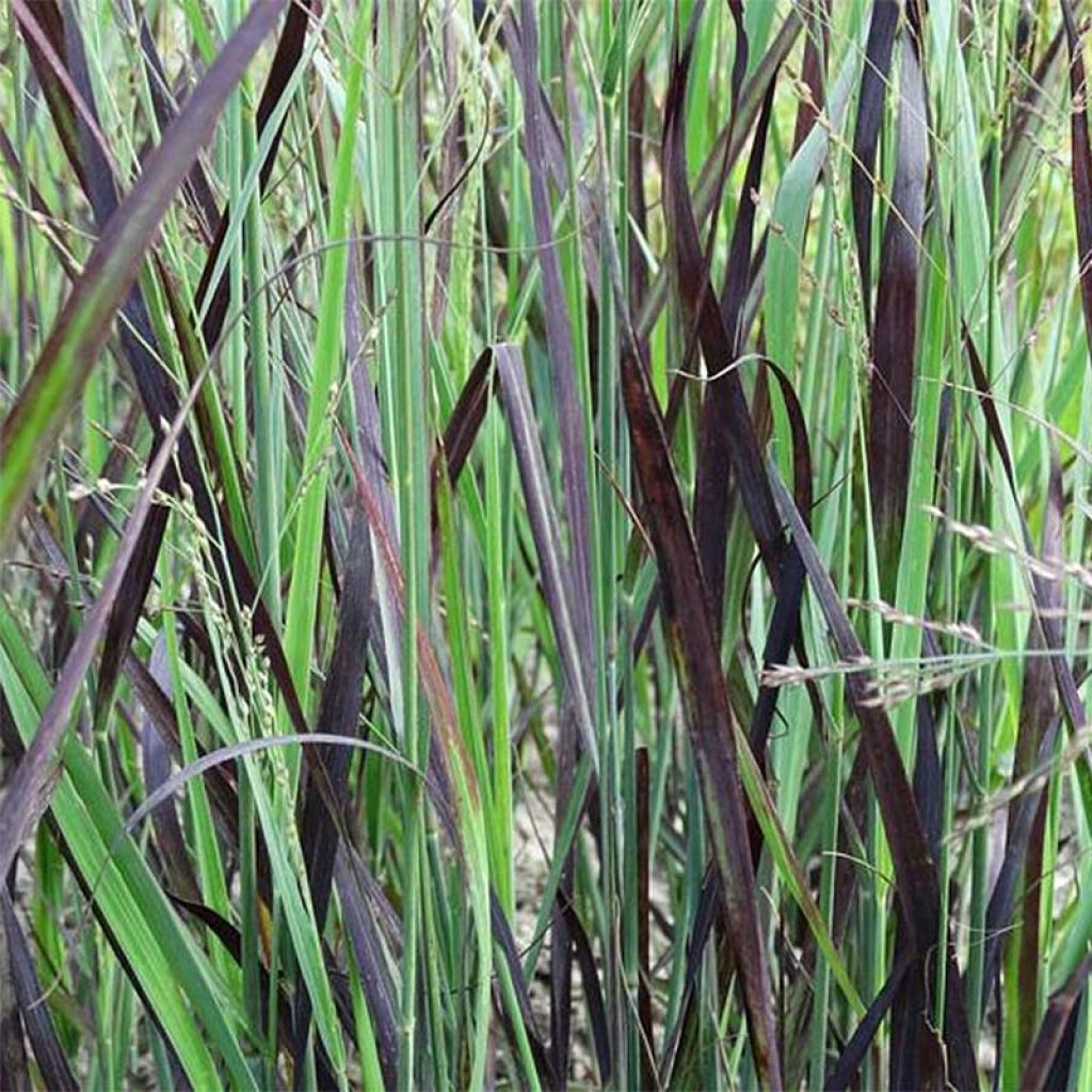 Panic érigé - Panicum virgatum Blue Darkness