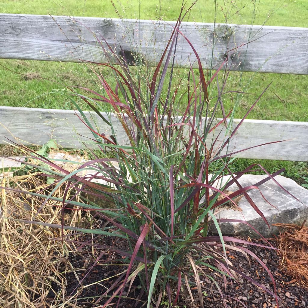 Panic érigé - Panicum virgatum Hot Rod