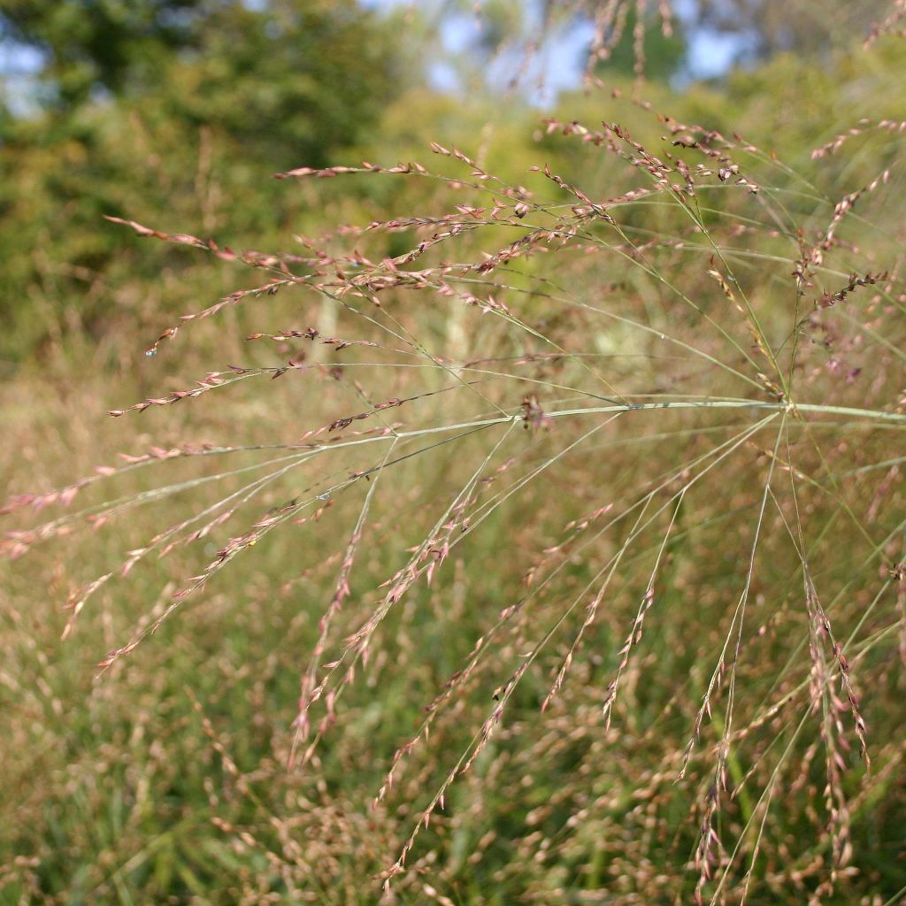 Panic érigé - Panicum virgatum Rehbraun