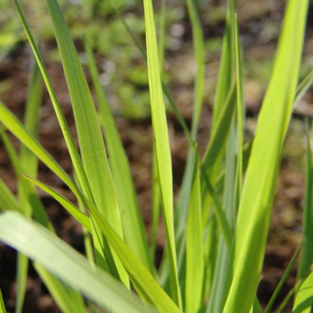 Panic érigé - Panicum virgatum Rehbraun