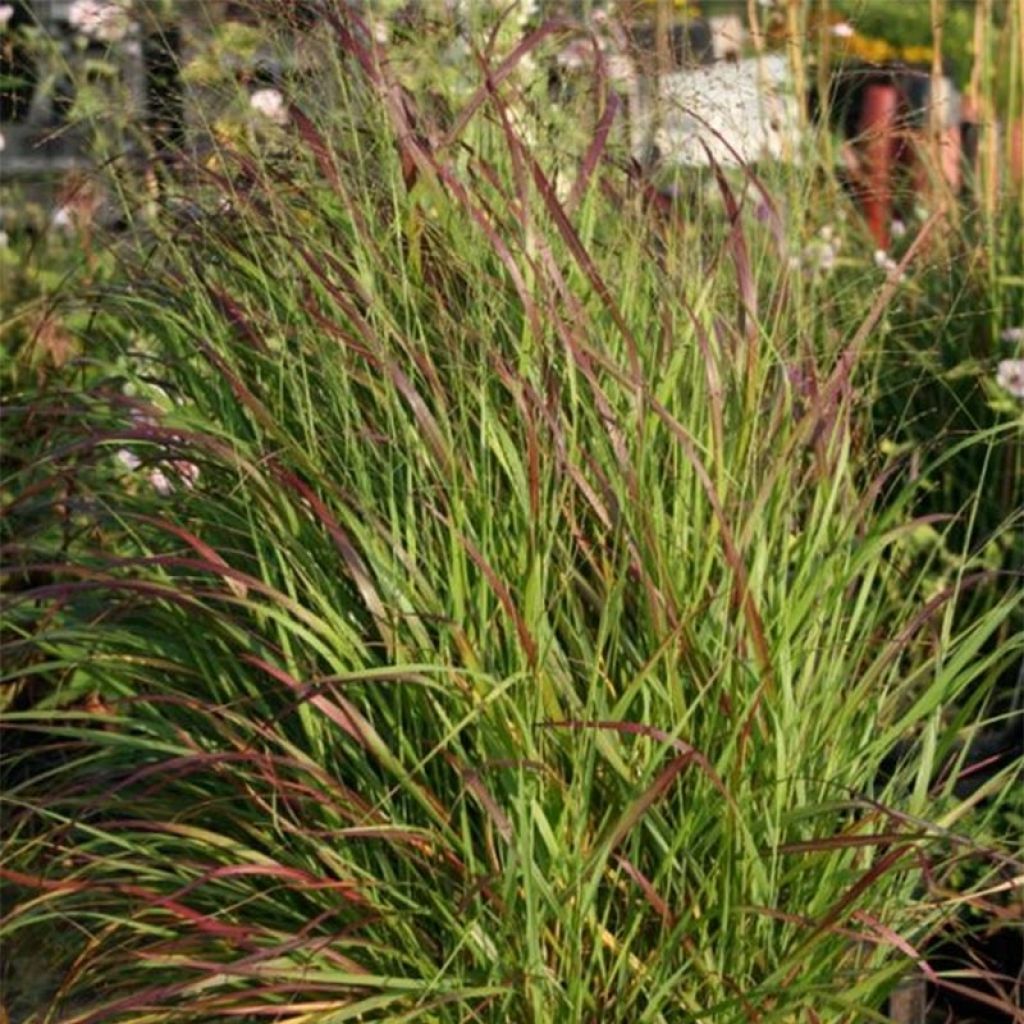 Panic érigé, Panicum virgatum Rotstrahlbusch