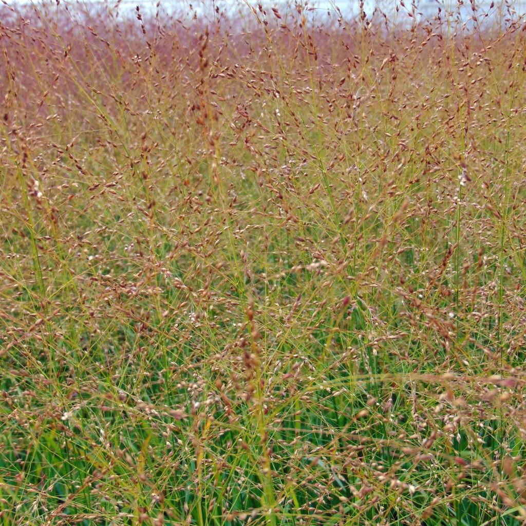 Panic érigé, Panicum virgatum Rotstrahlbusch