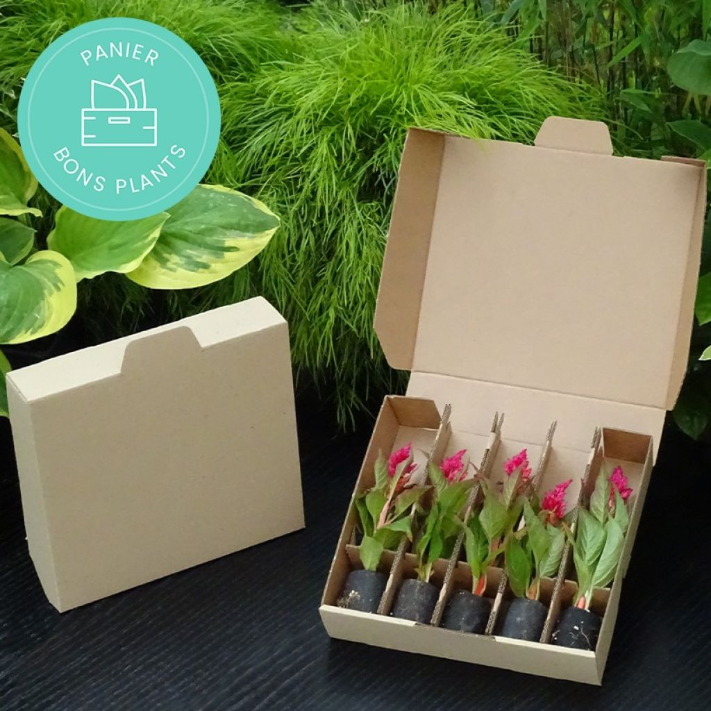 Panier Bons Plants spécial minimotte