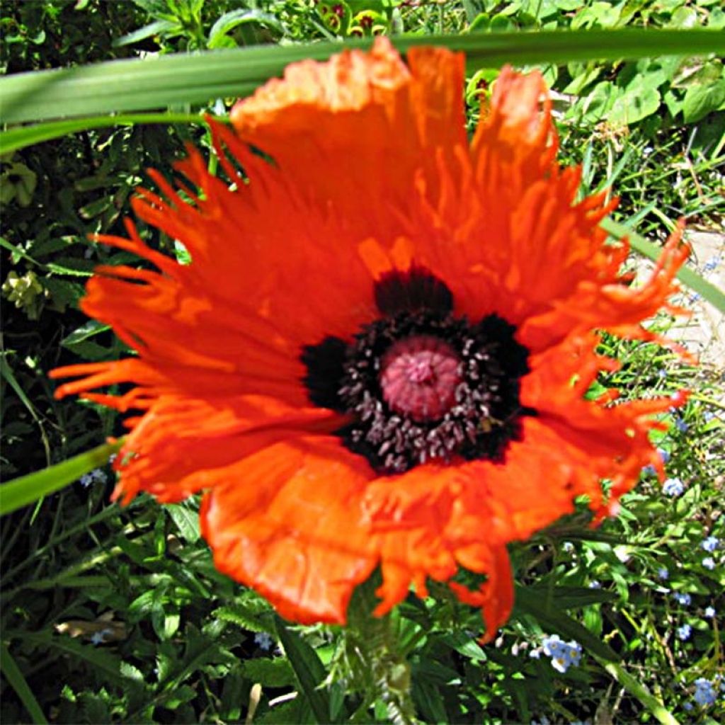 Pavot d'Orient Curlilocks - Papaver orientale