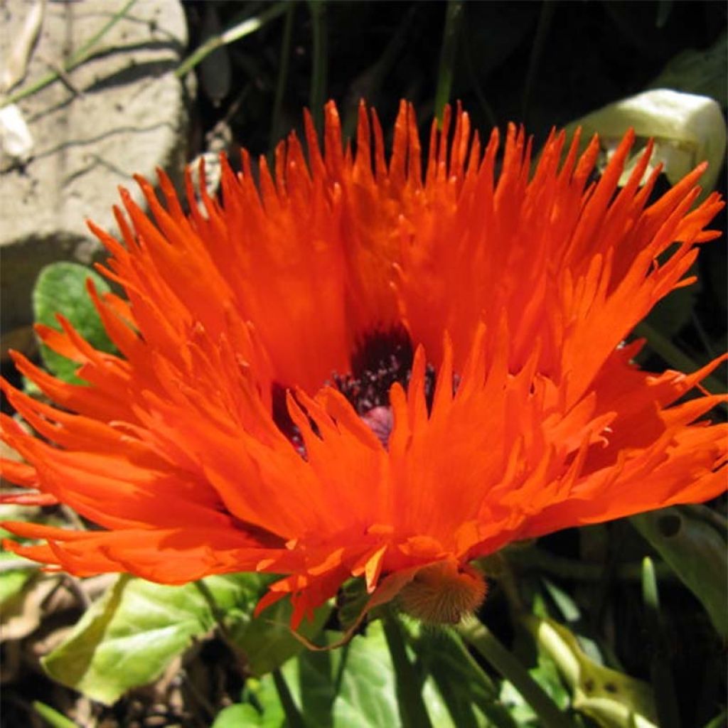 Pavot d'Orient Curlilocks - Papaver orientale