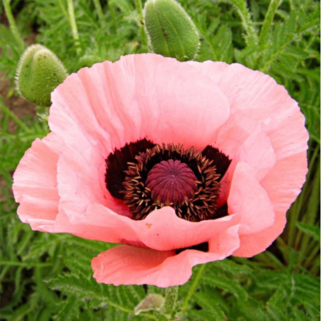 Pavot d'Orient Helen Elisabeth - Papaver orientale