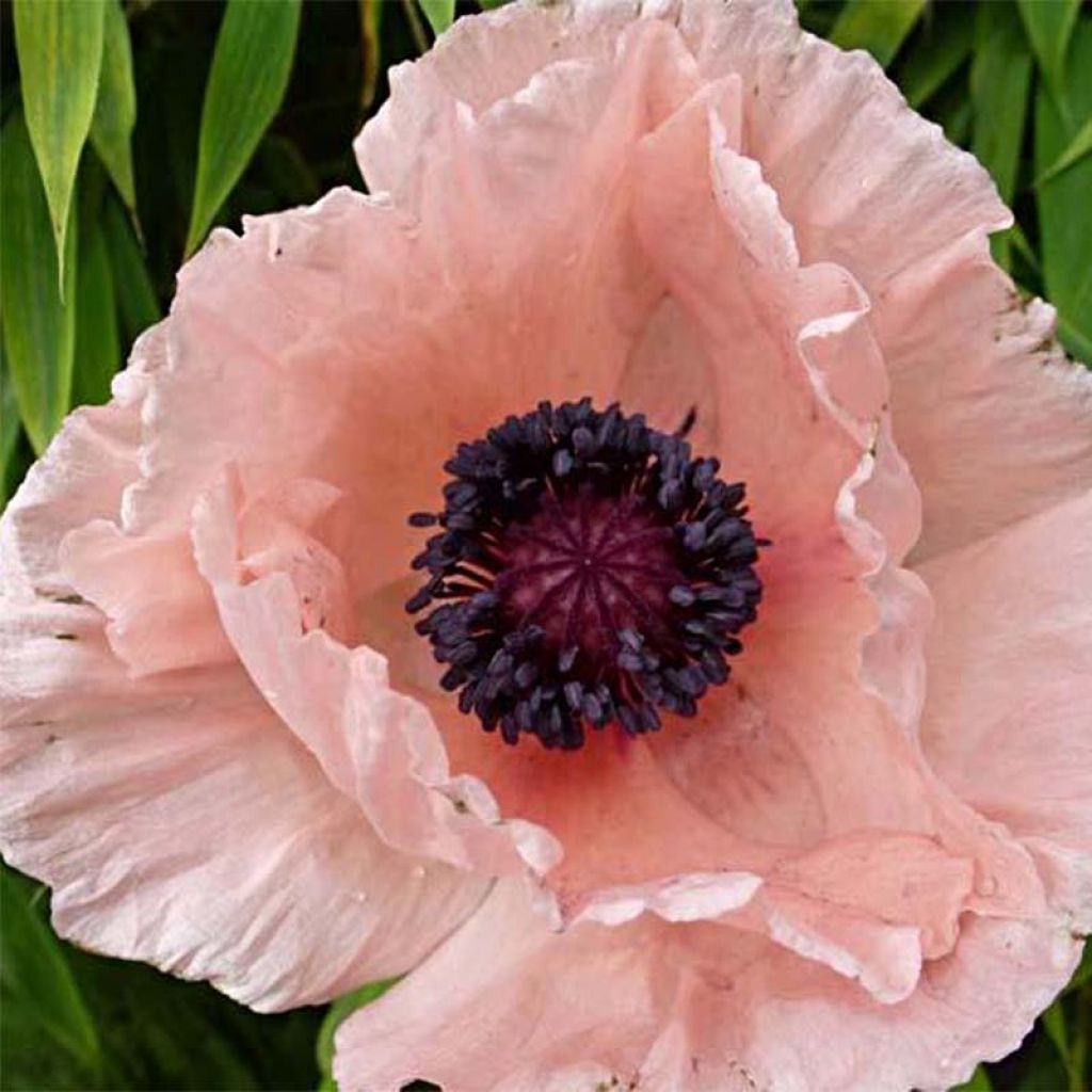 Pavot d'Orient Helen Elisabeth - Papaver orientale