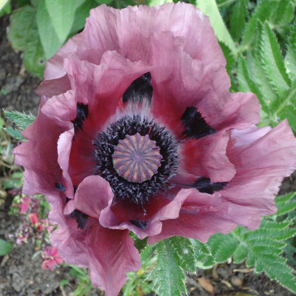 Pavot d'Orient Patty's Plum - Papaver orientale