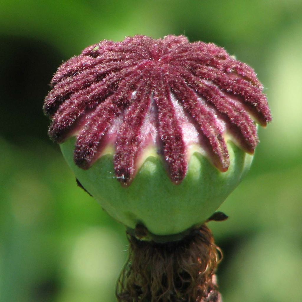 Pavot d'Orient Patty's Plum - Papaver orientale