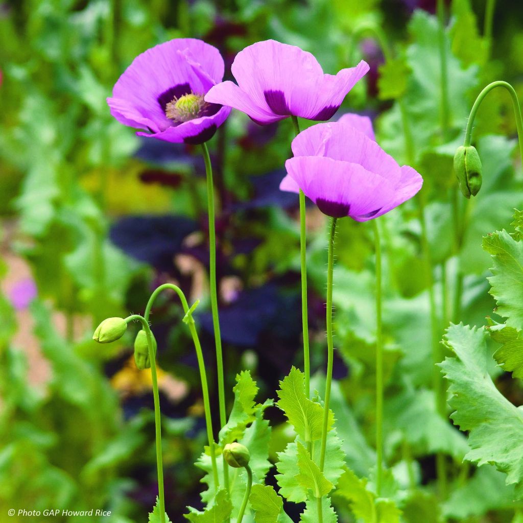 Graines de Pavot - Papaver somniferum nigrum