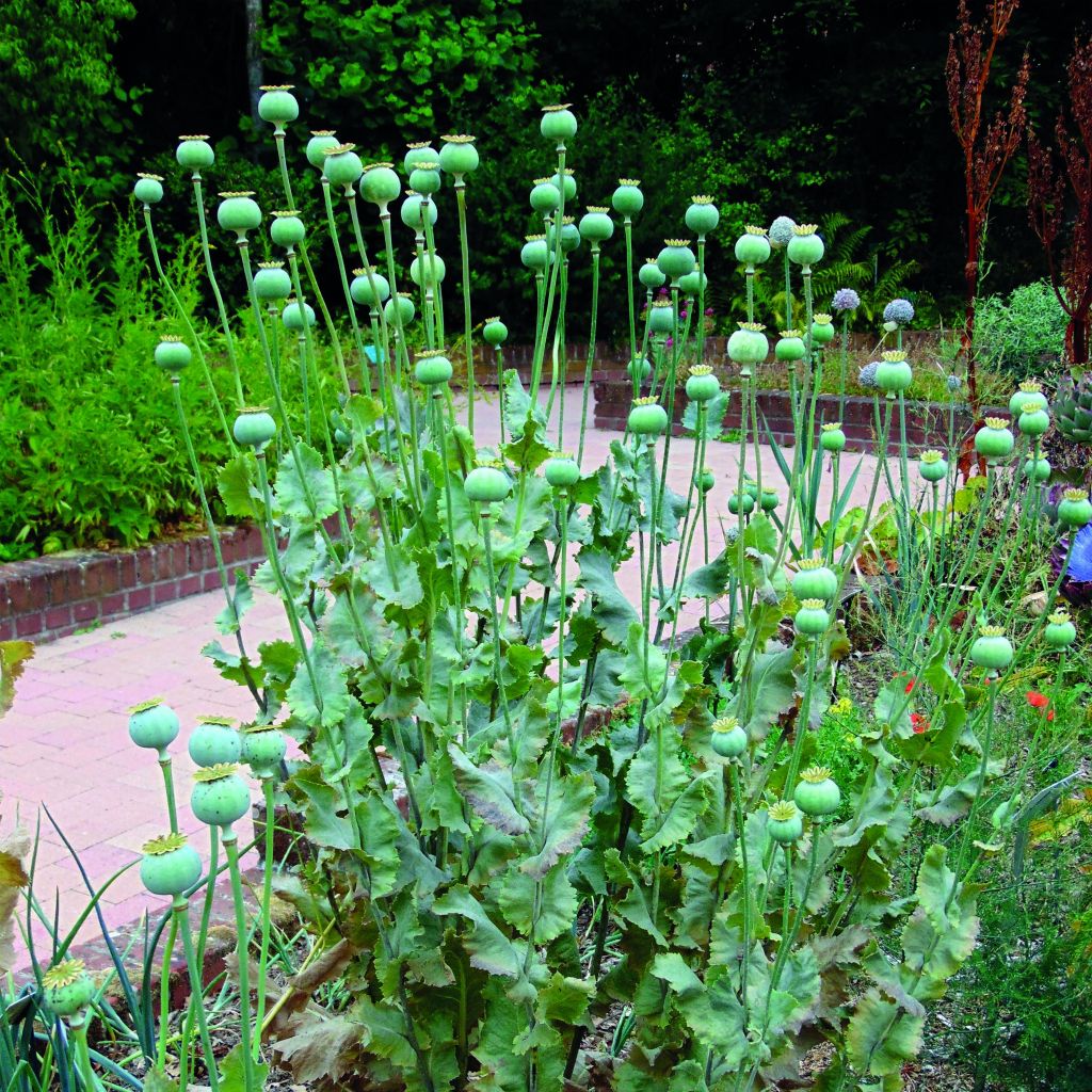 Graines de Pavot - Papaver somniferum nigrum