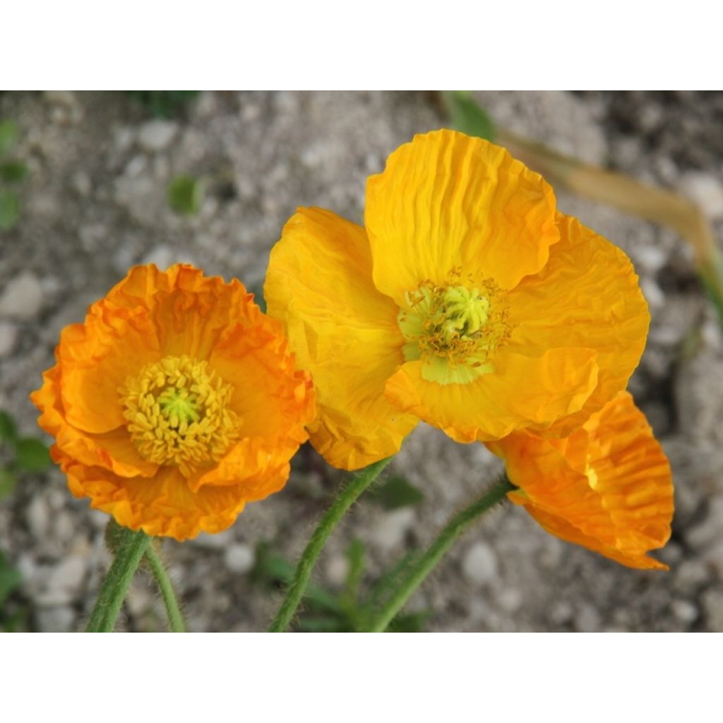 Pavot d Islande - Papaver nudicaule Gartenzwerg