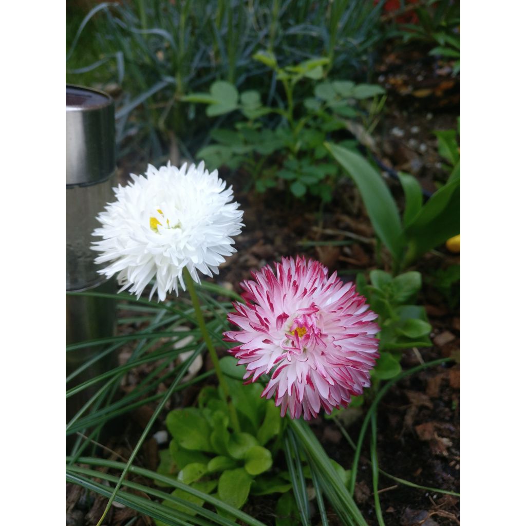 Pâquerette Habanera en mélange Mini-motte- Bellis perennis