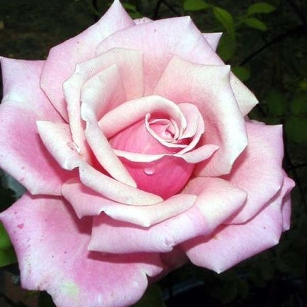 Rosier à grandes fleurs Parfum de Liberté