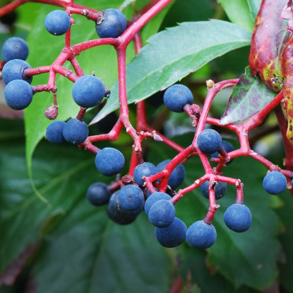 Vigne vierge - Parthenocissus quinquefolia