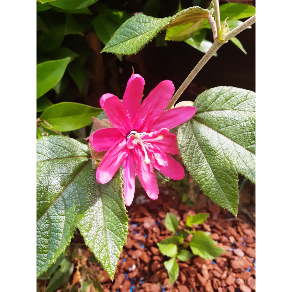 Passiflore insignis Pink Passion - Fleur de la Passion