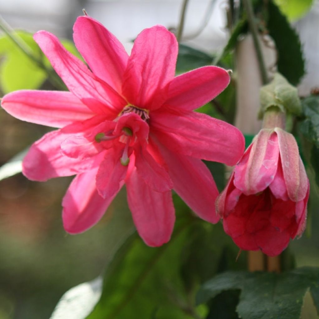 Passiflore insignis Pink Passion cov - Fleur de la Passion