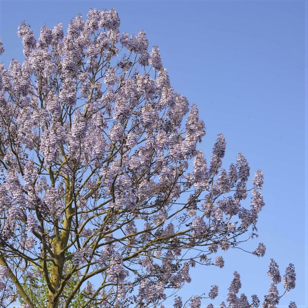 Paulownia fortunei Fast Blue