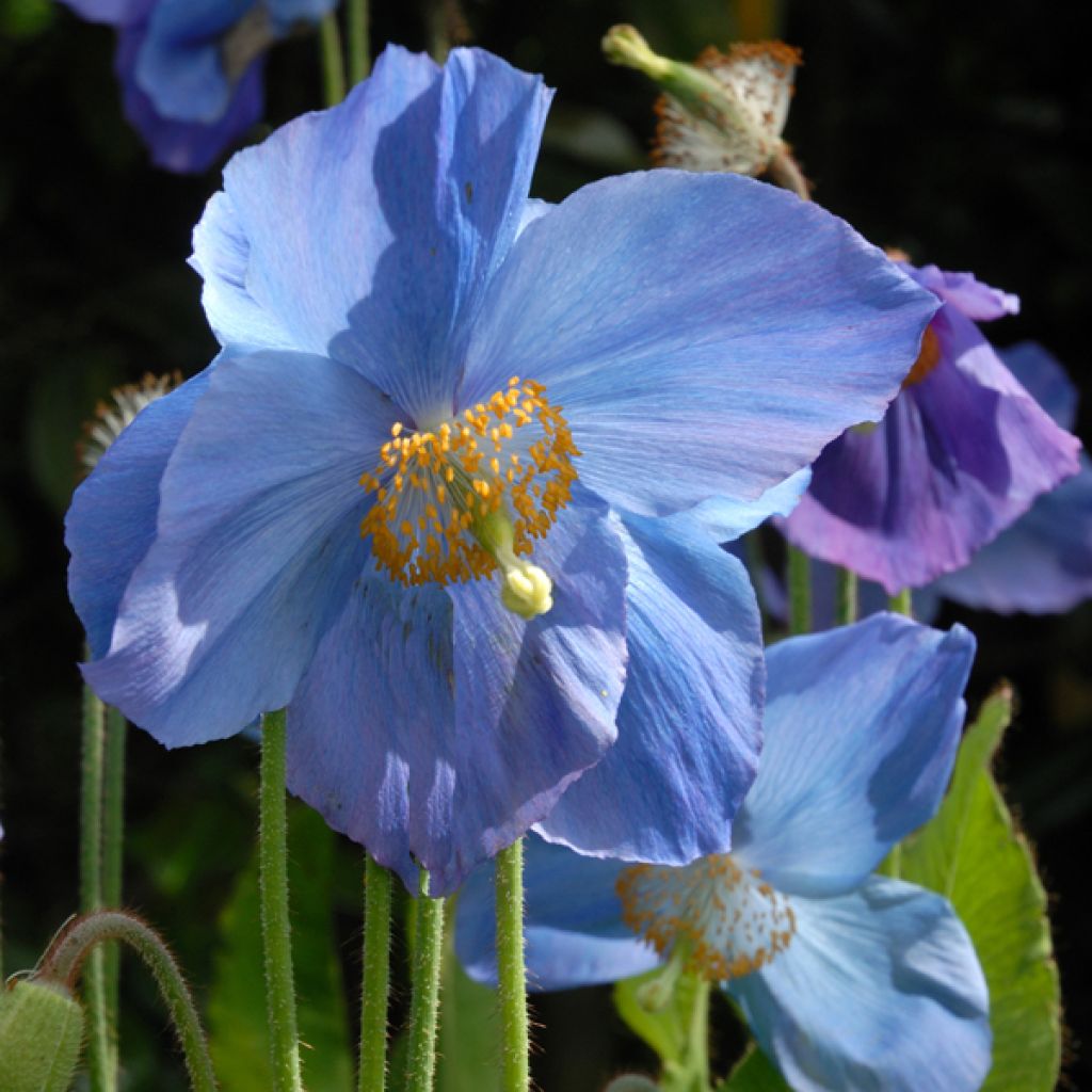 Pavot bleu de l Himalaya, Meconopsis betonicifolia