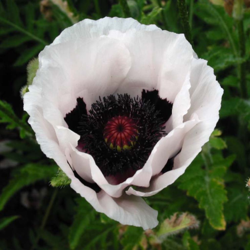 Pavot d Orient - Papaver orientale Perry s White