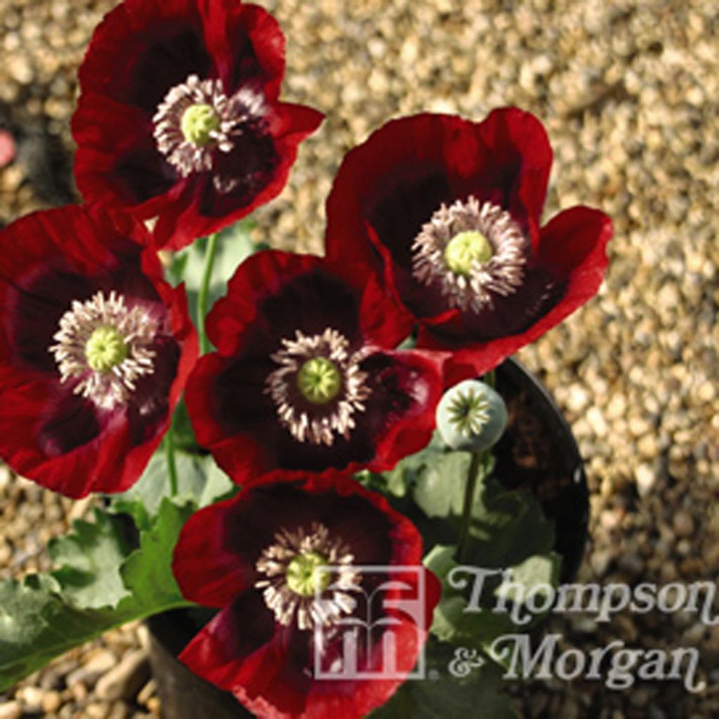 Pavot annuel Cherry Glow - Papaver somniferum