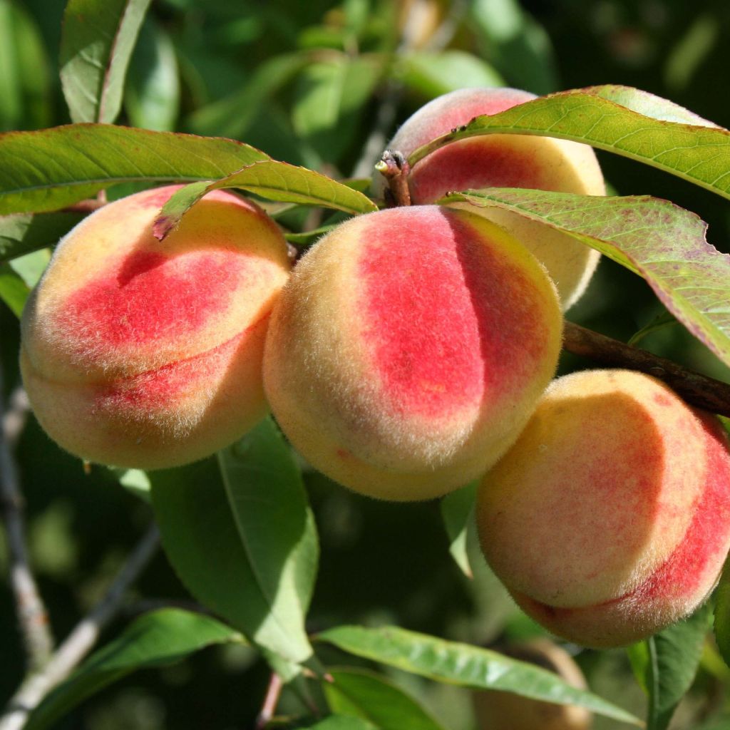 Pêcher Bénédicte - Prunus persica