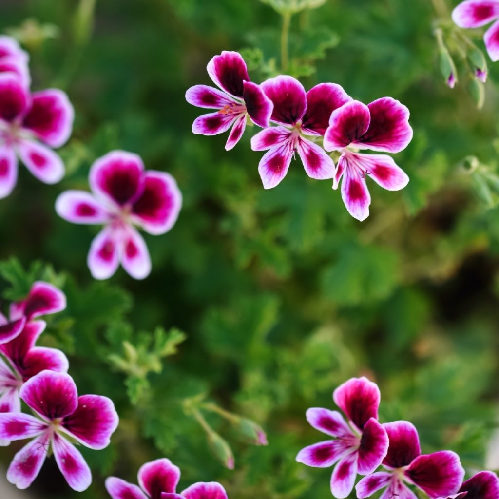 Pelargonium Mosquitaway Eva