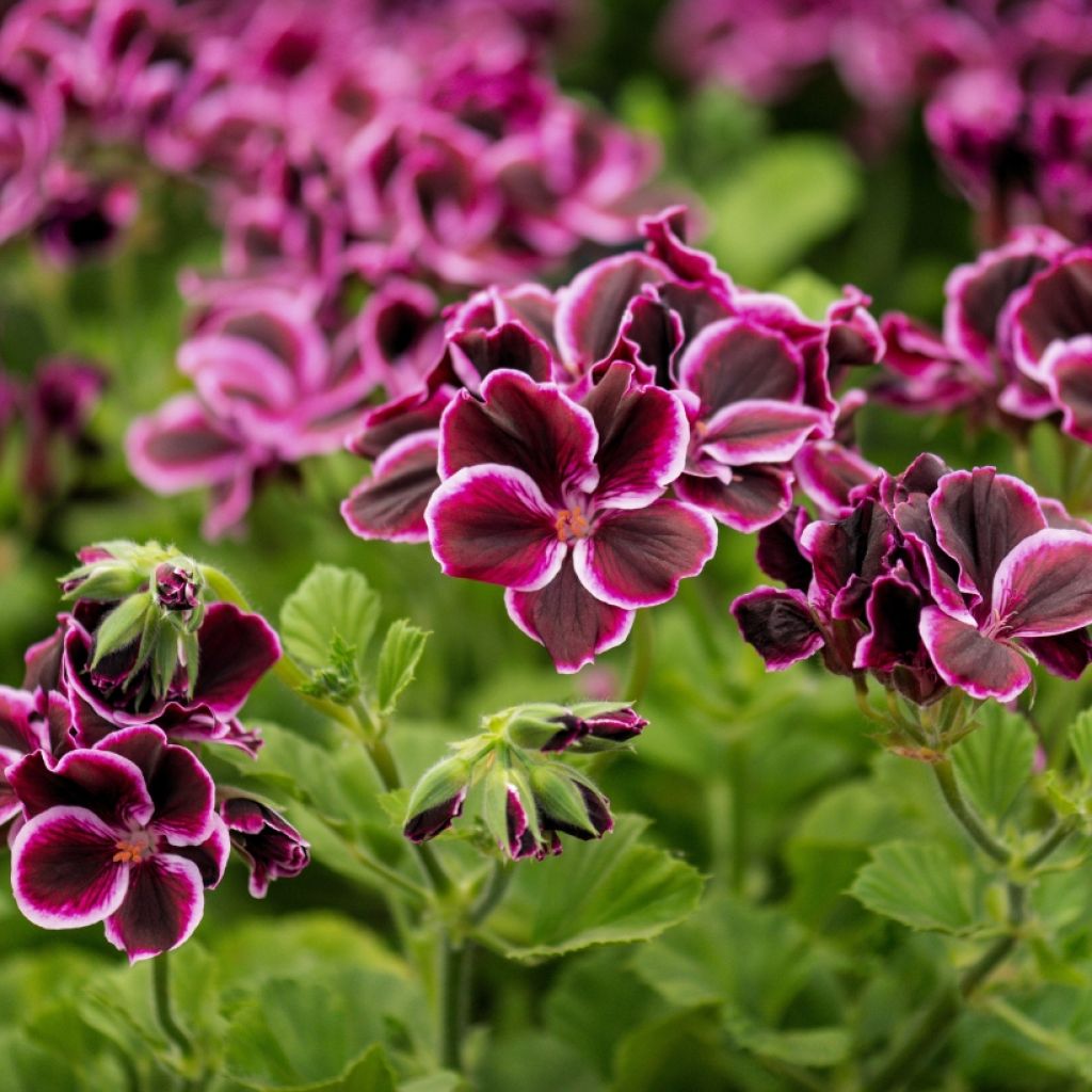 Pelargonium - Géranium parfumé Mosquitaway Megan