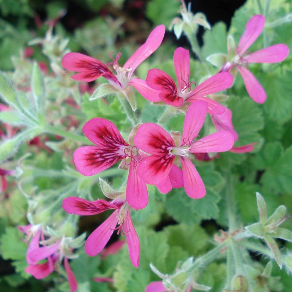 Pelargonium - Géranium parfumé Concolor Lace en pot