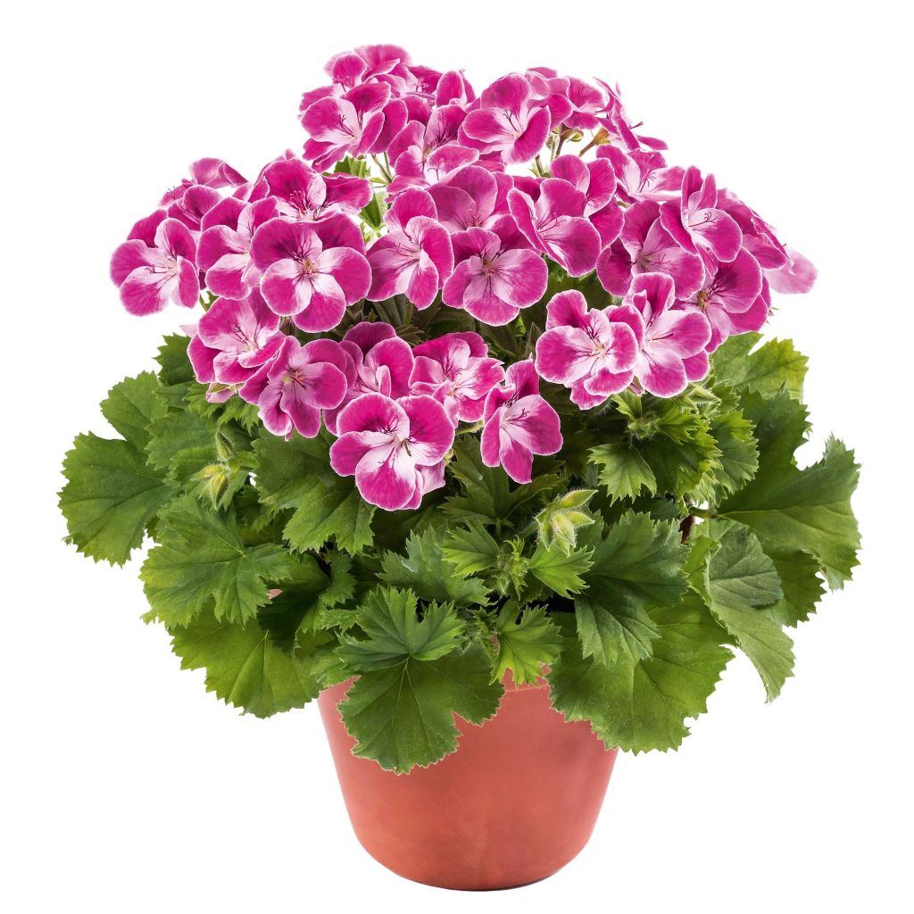 Pelargonium Pinkerbell - Géranium des fleuristes