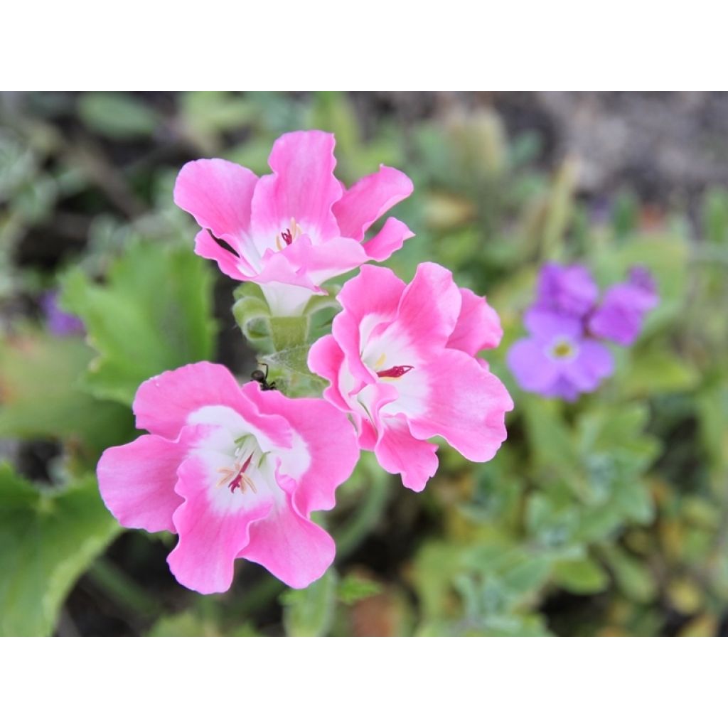 Pelargonium Bermuda Pink - Géranium des fleuristes