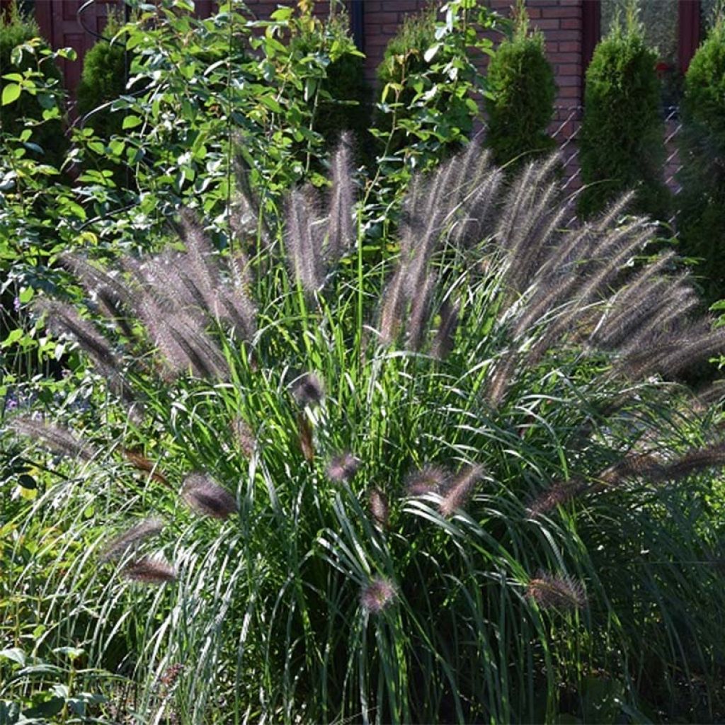 Pennisetum alopecuroides Black Beauty - Herbe aux écouvillons