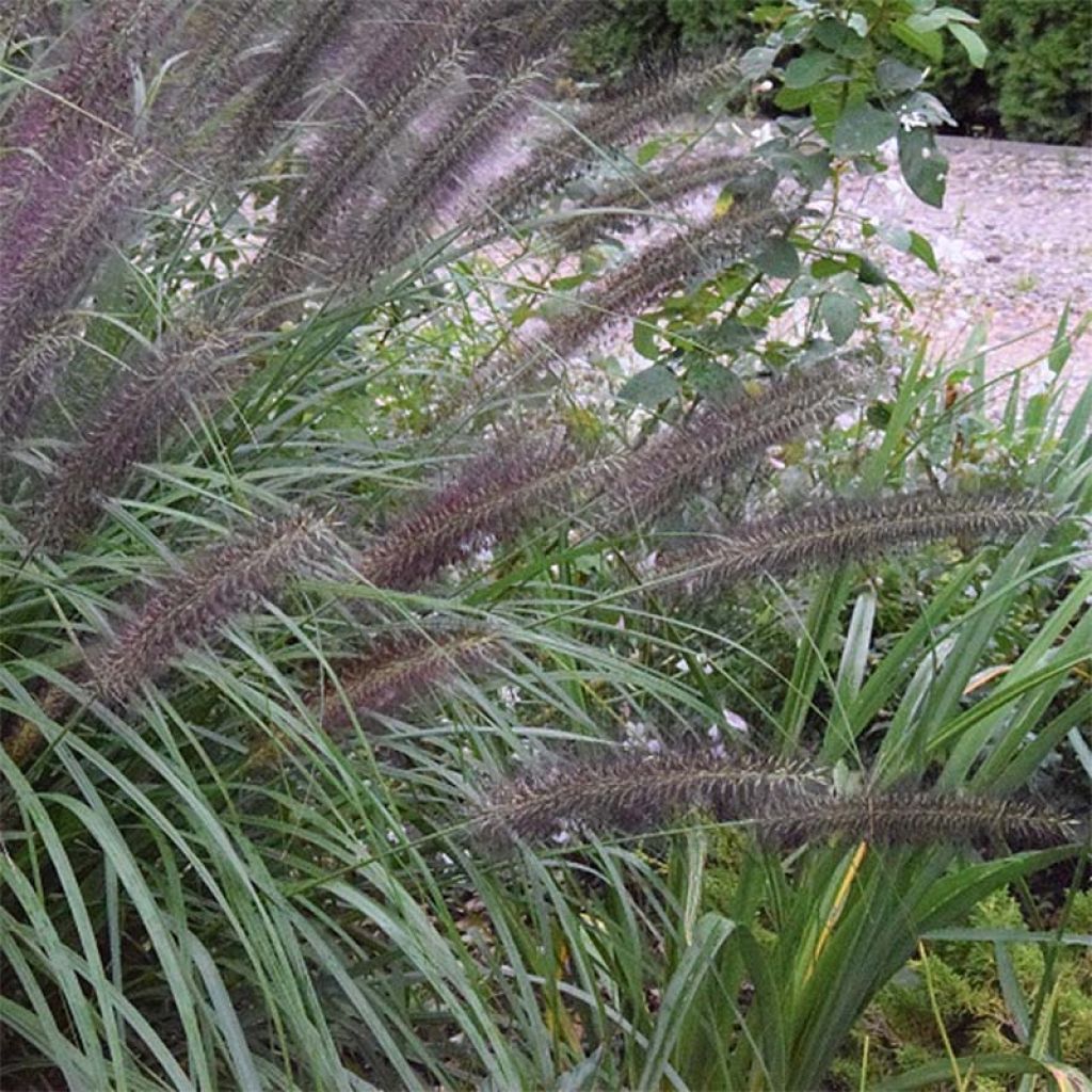 Pennisetum alopecuroides Black Beauty - Herbe aux écouvillons