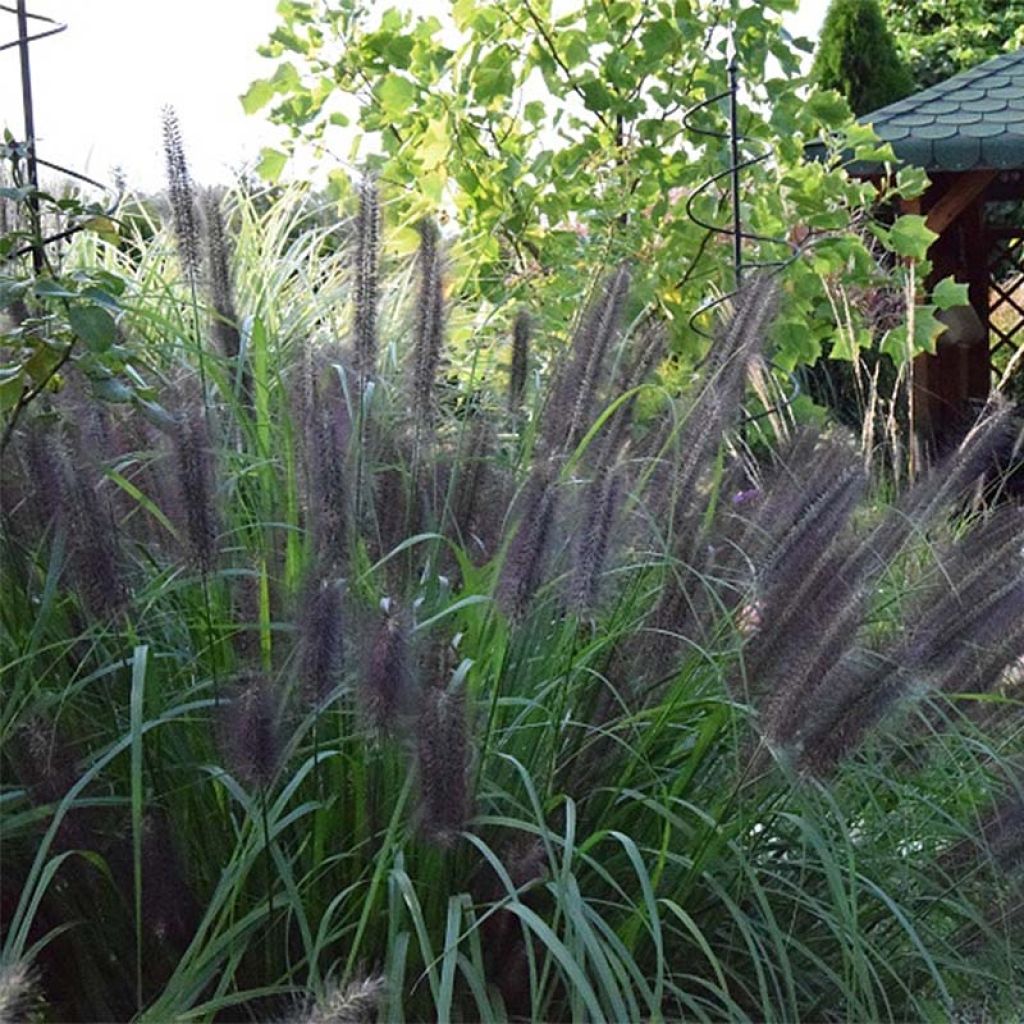 Pennisetum alopecuroides Black Beauty - Herbe aux écouvillons