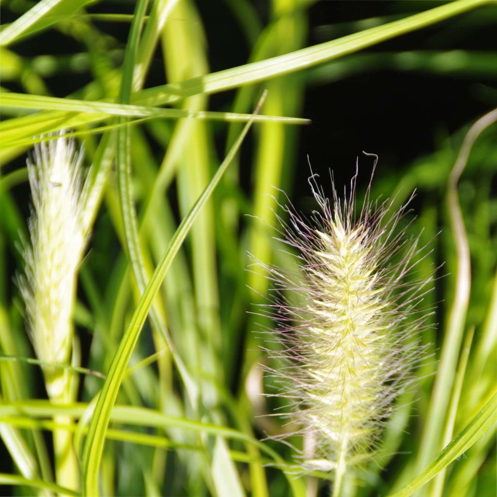 Pennisetum alopecuroides Hameln Gold - Herbe aux écouvillons dorée.