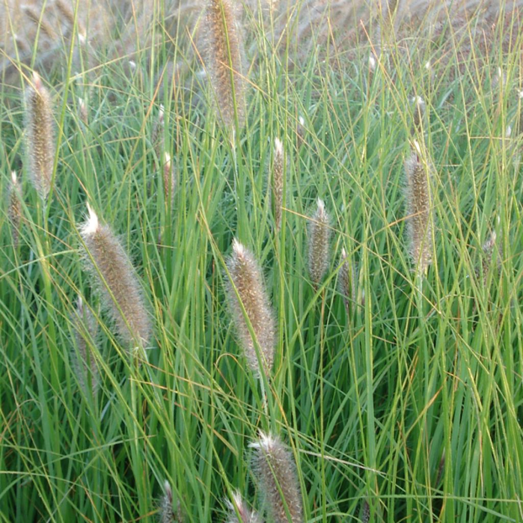 Pennisetum alopecuroïdes Japonicum - Herbe aux écouvillons