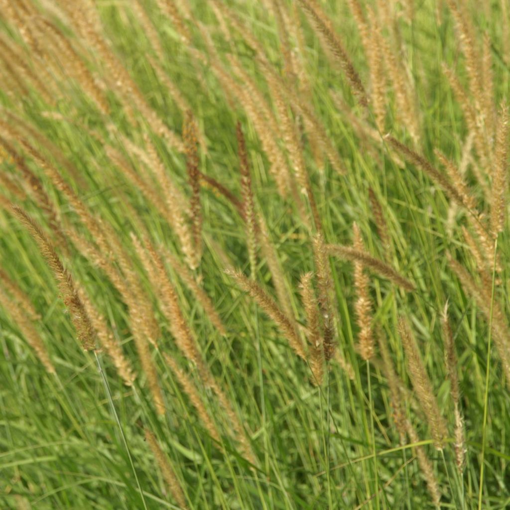 Pennisetum incomptum - Herbe aux écouvillons.