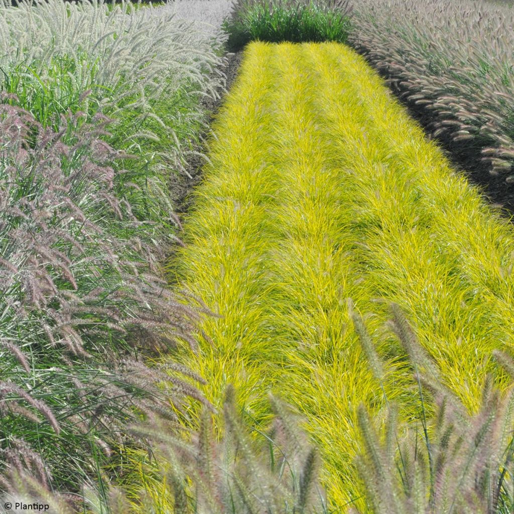 Pennisetum alopecuroides Lumen Gold - Herbe aux écouvillons