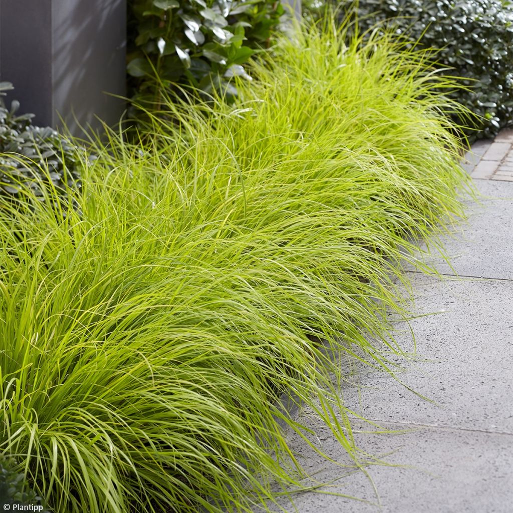 Pennisetum alopecuroides Lumen Gold - Herbe aux écouvillons