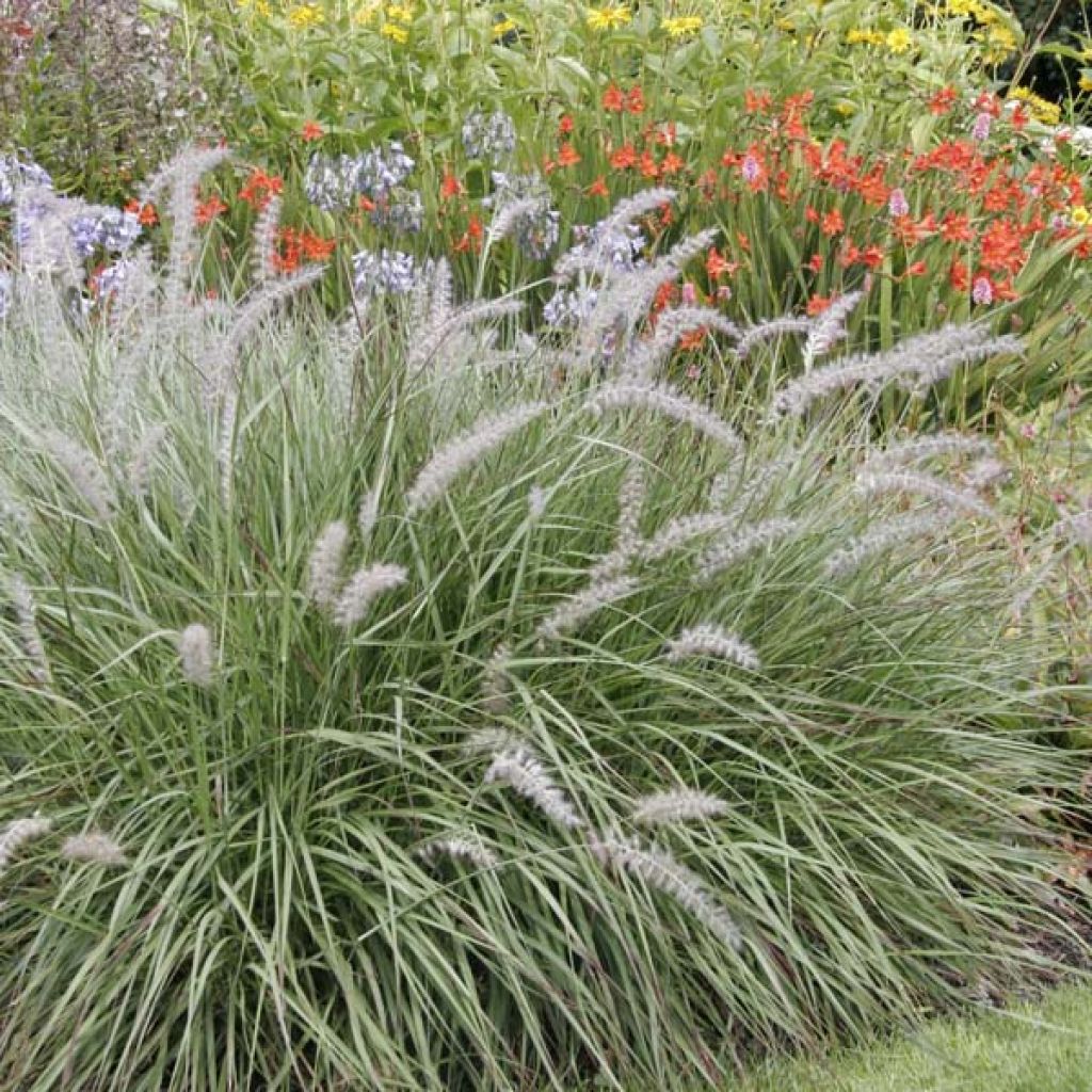 Herbe aux écouvillons - Pennisetum Orientale