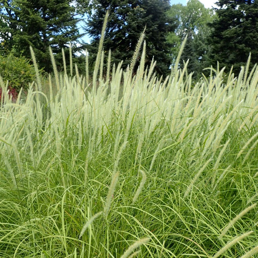 Pennisetum orientale Fairy Tails - Herbe aux écouvillons