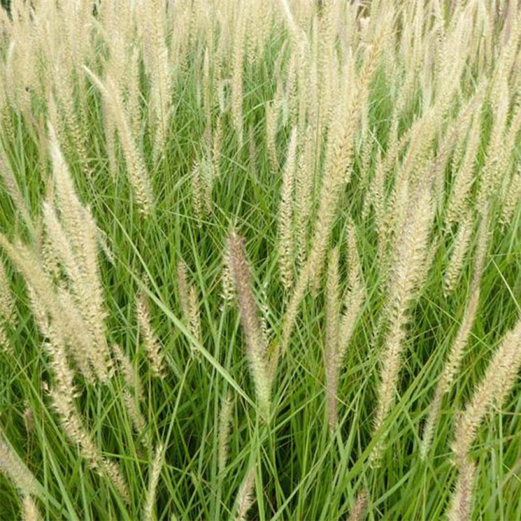 Pennisetum orientale Fairy Tails - Herbe aux écouvillons