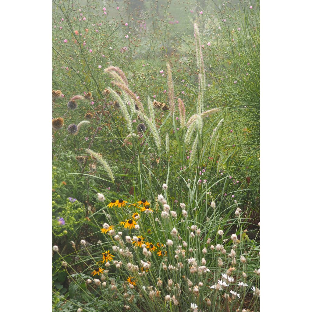 Pennisetum orientale Fairy Tails - Herbe aux écouvillons