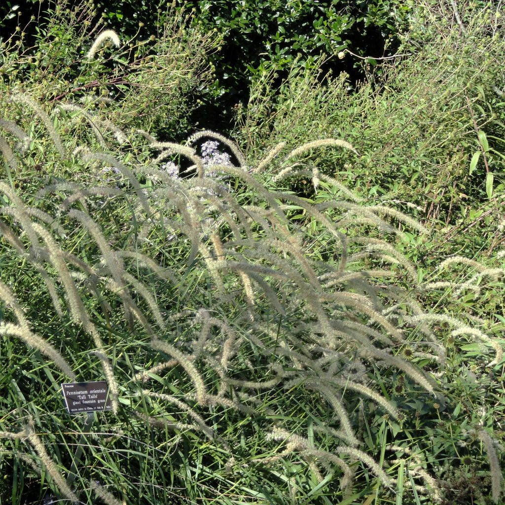 Pennisetum orientale Tall Tails - Herbe aux écouvillons blanc argenté