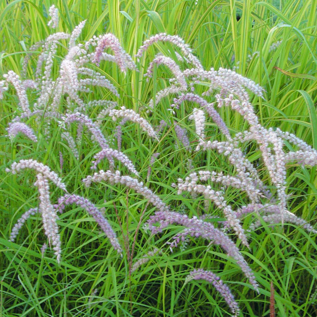 Pennisetum orientale Tall Tails - Herbe aux écouvillons blanc argenté