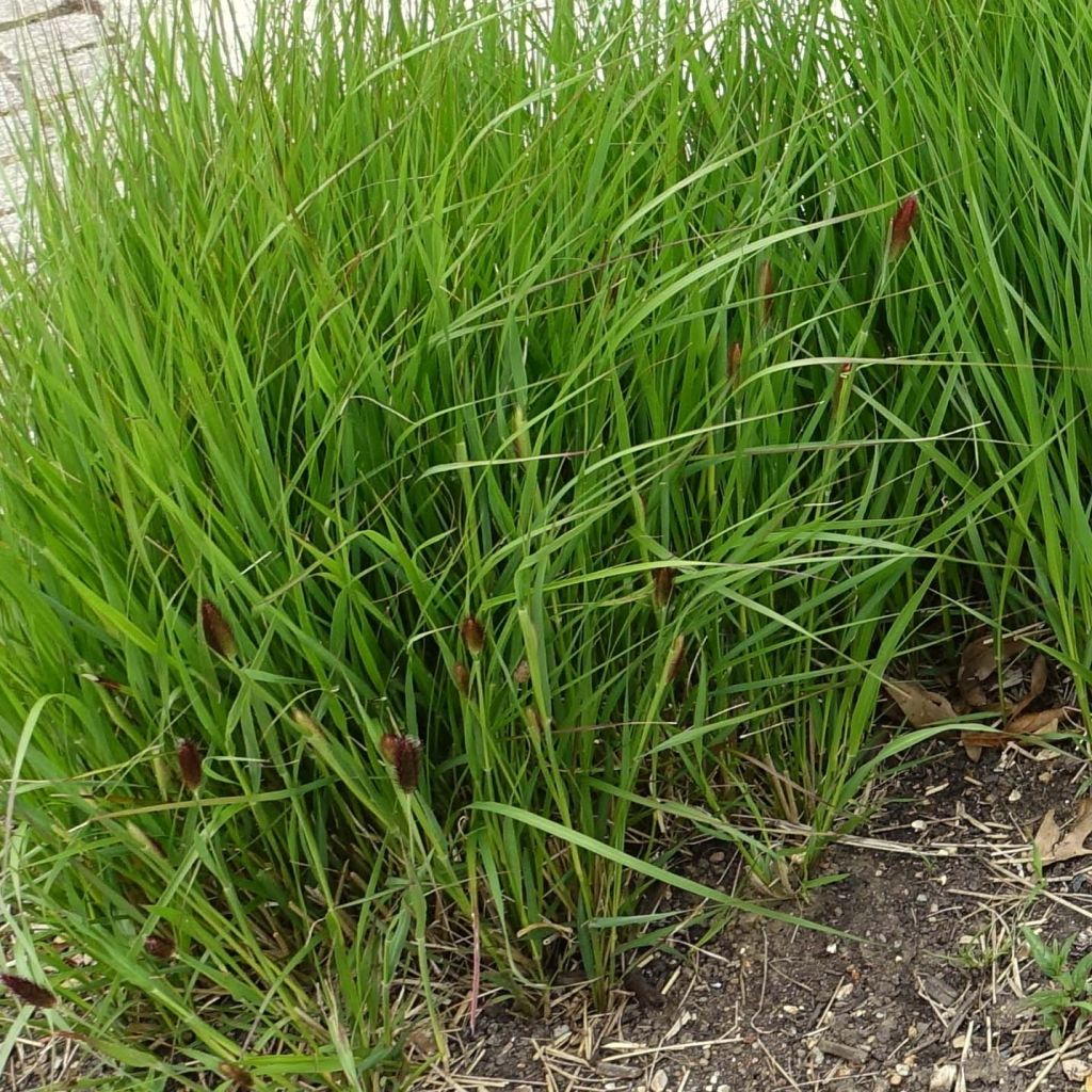 Pennisetum thunbergii - Herbe aux écouvillons pourpres