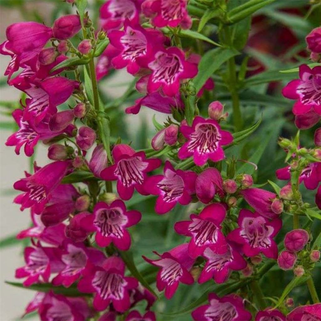 Penstemon Harlequin Magenta - Galane