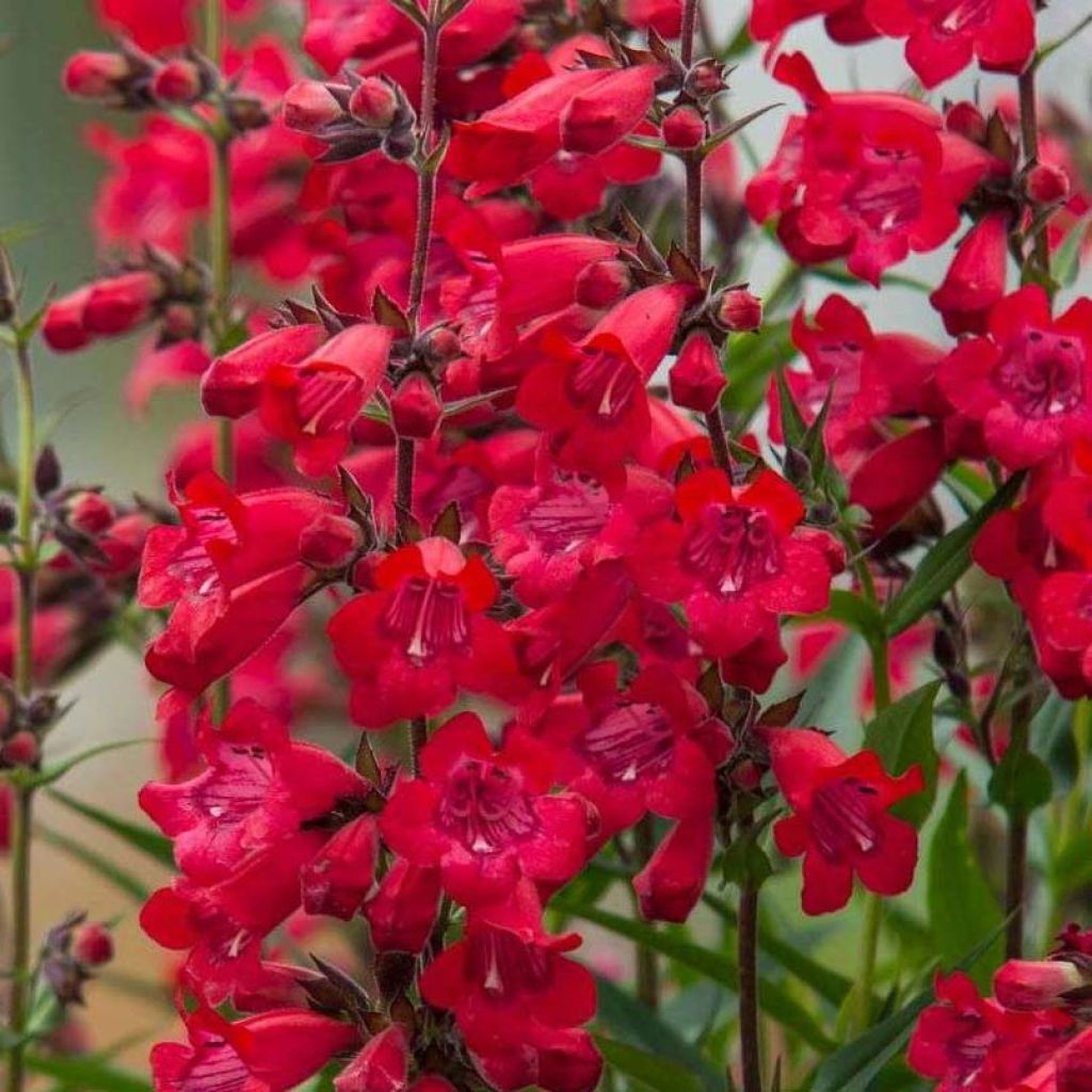 Penstemon Harlequin Red - Galane