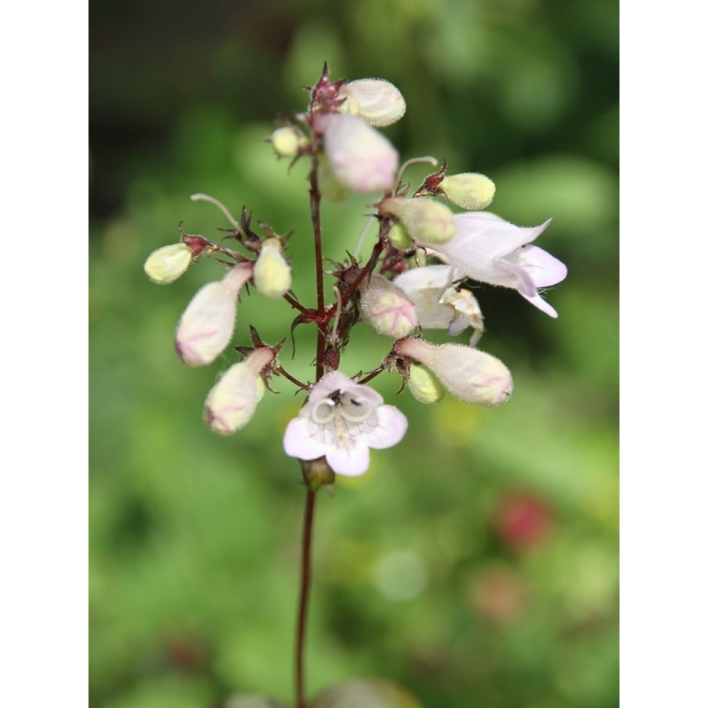 Penstemon hybride Husker Red - Galane