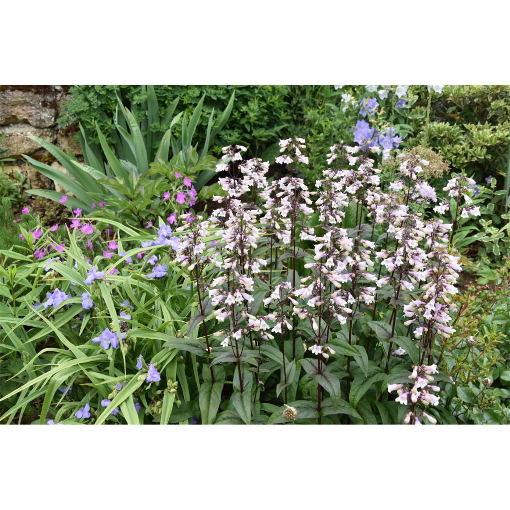 Penstemon hybride Husker Red - Galane